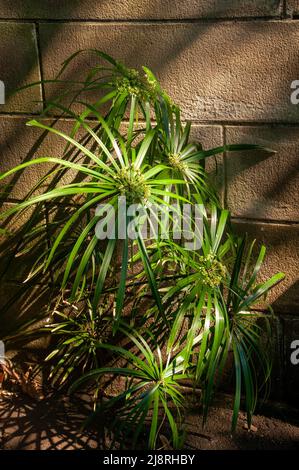 Sydney Australia, kleine cyperus alternifolius oder Regenschirmpalme, eine grasartige Pflanze im Schatten Stockfoto