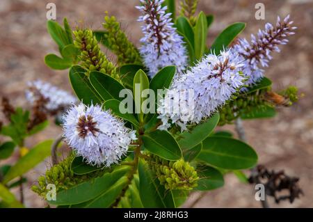 Sydney Australien, mauve hebe blüht ein Neuseeländer Stockfoto