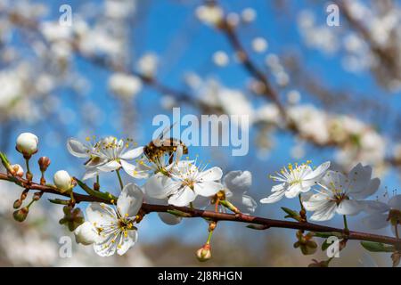 Nahaufnahme einer Biene auf einer Aprikosenblüte. Blühende Bäume im Frühling vor blauem Himmel. Stockfoto