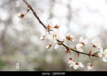 Blühender Aprikosenzweig auf einem warmen grau-grünen unscharfen Hintergrund. Frühlingsthema. Stockfoto