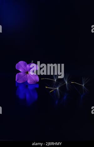 Zarte lila Blume und ein flauschiger Dandelion Samen auf dunkelblau glänzenden Tisch mit Reflexion. Stockfoto