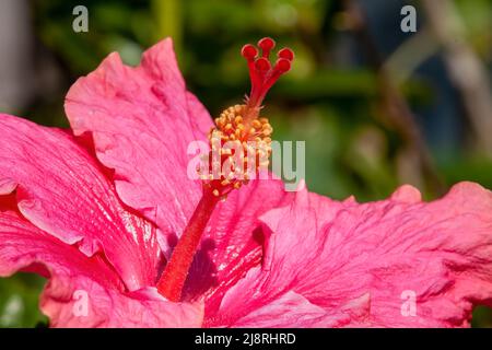 Sydney Australia, Nahaufnahme von leuchtend rosa Hibiskus rosa-Sinensis-Blütenblättern und Stigma Stockfoto