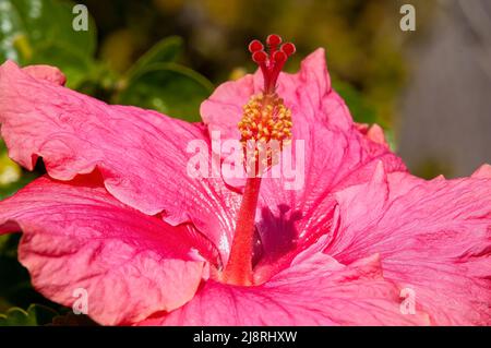 Sydney Australia, Nahaufnahme von leuchtend rosa Hibiskus rosa-Sinensis-Blütenblättern und Stigma Stockfoto