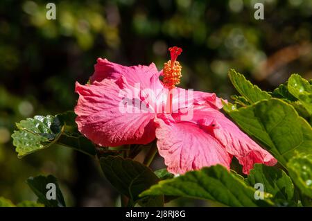 Sydney Australien, leuchtend rosa Blume eines Hibiskus rosa-sinensis 'Gwen Mary' Stockfoto