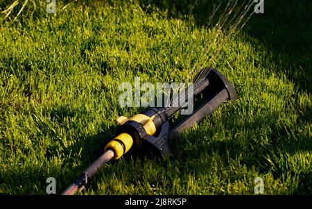 Automatische Sprinkler, die an sonnigen Morgen an der Grasbewässerung arbeiten. Sprinkleranlage zur Bewässerung des Rasens Stockfoto