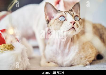 Sphynx Devon Rex aus der Nähe. Porträt eines Haustiers. Stockfoto