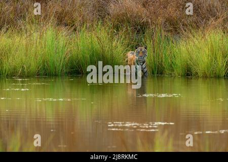 Porträt eines untererwachsenen Tigers am Rande eines Graslandes in einem Teich an einem Sommerabend im Bandhavgarh National Park, Madhya Pradesh, Indien Stockfoto