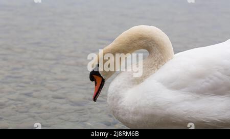 Stummer Schwan (cygnus olor) mit dem Kopf zum Wasser gedreht. Stockfoto