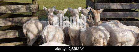 Eine Gruppe von weißen Kitzen, die sich etwas Interessantes angucken und der Kamera den Rücken zuwenden. Symbol für Kuriousität und (nicht) Aufmerksamkeit. Stockfoto