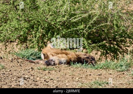 Schlafende Hyänen im Busch Stockfoto