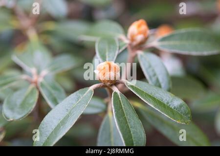 Geschlossene Knospe eines Rhododendron vakusimanum. Nahaufnahme. Stockfoto