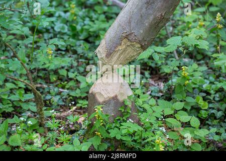 Baum, von Bibern genagt und gefällt. Mit typischen Bissspuren. Stockfoto