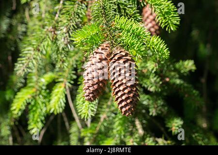 Nahaufnahme von zwei Tannenzapfen, die an den Zweigen eines Nadelbaums hängen. Stockfoto