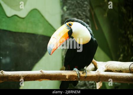 Fröhlicher Tukan sitzt auf einem Baumzweig im Dschungel. Exotische Vögel und Tiere Stockfoto