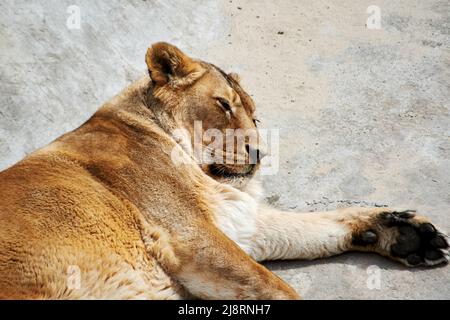 Eine wohlgenährte Löwin schläft nach dem Abendessen auf einem Felsen. Wilde Tiere Hintergründe Stockfoto