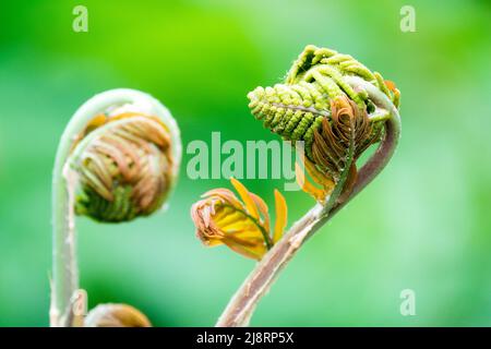 Osmunda Regalis, Wedel, Fern, blond, nahaufnahme, Farn Wedel, Royal Fern Osmunda regalis Stockfoto