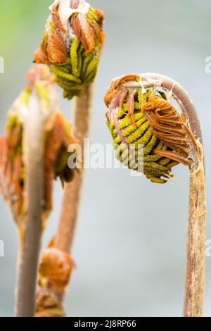 Osmunda Regalis, Wedel, Fern, blond, nahaufnahme, Farn Wedel, Royal Fern Osmunda regalis Stockfoto