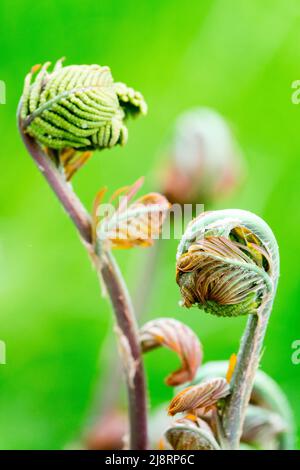 Osmunda Regalis, Wedel, Fern, blond, nahaufnahme, Farn Wedel, Royal Fern Osmunda regalis Stockfoto