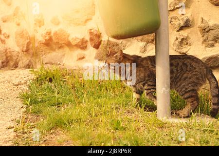 Katze sitzt am Mülleimer auf der Straße. Hochwertige Fotos. Stockfoto