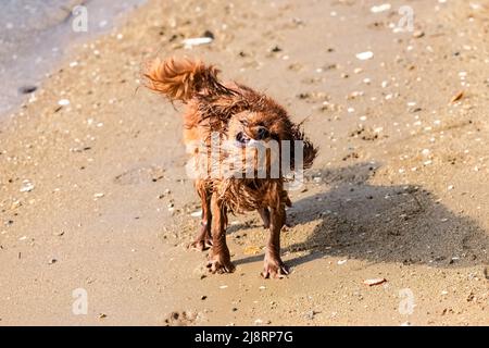 Ein Hund Kavalierkönig charles, ein rubiger Welpe schnaucht, als er aus dem Wasser kommt, am Strand Stockfoto
