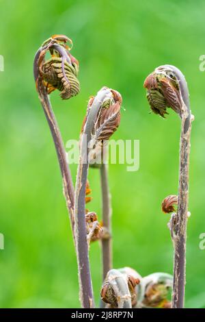 Osmunda Regalis, Wedel, Fern, blond, nahaufnahme, Farn Wedel, Royal Fern Osmunda regalis, Farn-Wedel Stockfoto