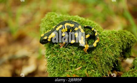 Feuer Salamander Salamandra salamandra Wald auf Moos Nahaufnahme Detail, bedrohte Arten gesetzlich geschützt, Indikator für saubere Umwelt, Amphibien Stockfoto