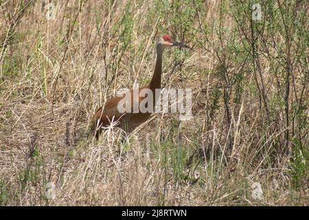 Sandhill Kran in einem Feld Stockfoto