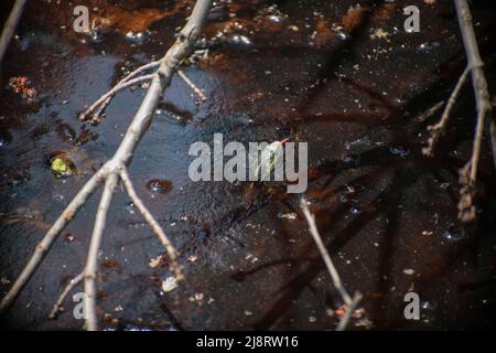 Schlange im Wasser mit der Zunge heraus Stockfoto