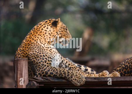 Das Porträt eines Javanischen Leoparden (panthera pardus), der ruht Stockfoto