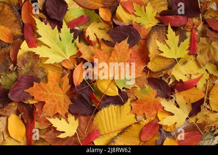 Herbsthintergrund - getrocknete gelbe, grüne, orange, lila und rote Blätter von Ahorn, Erle, Sumac Baum, Kirsche, nach dem Zufallsprinzip angeordnet. Draufsicht. Nahaufnahme Stockfoto