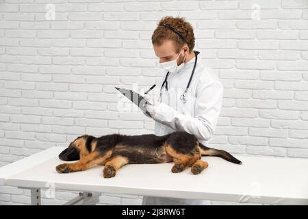 Seitenansicht des Arztes in weißer Robe, Schutzhandschuhen und Maske, die die Ergebnisse der medizinischen Untersuchung auf dem schlafenden Hund im Hintergrund aufzeichnen. Männlicher Tierarzt macht Notizen A Stockfoto