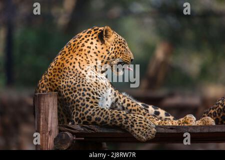 Das Porträt eines Javanischen Leoparden (panthera pardus), der ruht Stockfoto