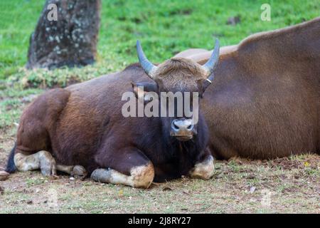 Indische Bison (Indisches Guar). Starkes und massiv gebautes Tier mit einem hohen konvexen Rücken auf der Stirn zwischen dem Horn Stockfoto