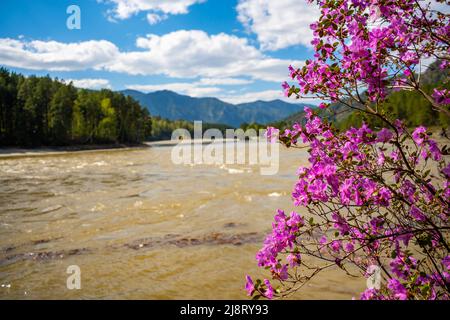 Manzherok Stromschnellen im Altai-Gebirge. Maralnik-Busch am Ufer des Katun-Flusses, Sibirien, Russland Stockfoto