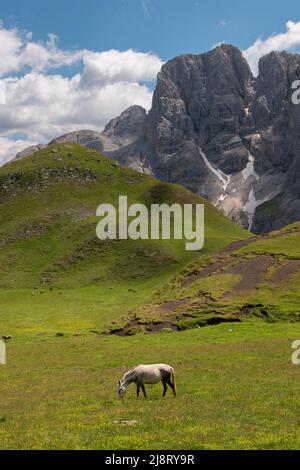 Pferde auf den Almen der Dolomiten Stockfoto