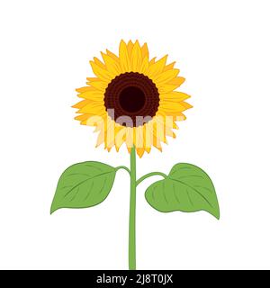 Sonnenblumen-Illustration mit grünem Blatt isoliert auf weiß Stock Vektor