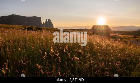 Seiser Alm Wiesen im Sonnenuntergang in den Bergen. Stockfoto