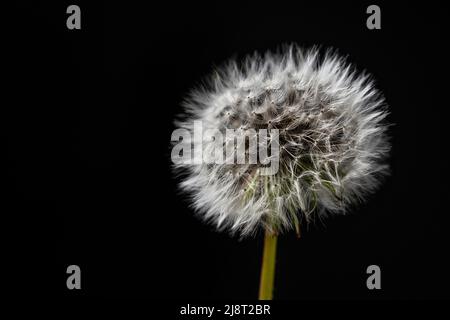 Ein einziger Dandelion mit isolierten Samen auf schwarzem Hintergrund. Makroaufnahmen. Natur floralen Hintergrund Stockfoto