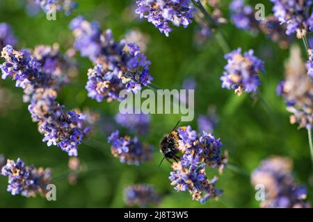 Die Hummel sitzt auf einem violetten Lavendelblau und sammelt Nektar Stockfoto