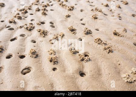 Gewickelte Gussteile aus Sandwurm, die in sandig-sandigen Böden leben. Abgüsse von Sandskulpturen, die vom Lugworm oder vom Yachthafen von Arenicola am Meer hergestellt wurden. Stockfoto