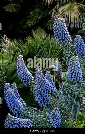 Echium candicans Stolz von Madeira, der in einem Garten in Cornwall im Vereinigten Königreich wächst. Stockfoto