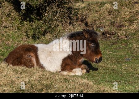 Ein kultiges Bodmin Pony Fohlen, das auf dem robusten Bodmin Moor in Cornwall in Großbritannien ruht. Stockfoto