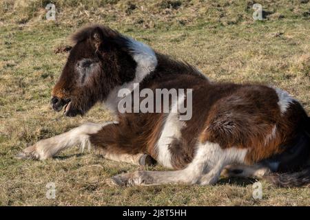 Ein Bodmin Pony Fohlen auf Bodmin Moor in Cornwall UK. Stockfoto