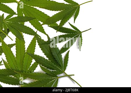 Hintergrund von frischen grünen Marihuana-Blättern, die gerade auf weißem Hintergrund mit Kopierraum gepflückt wurden Stockfoto