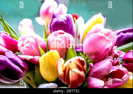 Bunte Tulpenbüschel; Bunter Tulpenstrauß Stockfoto