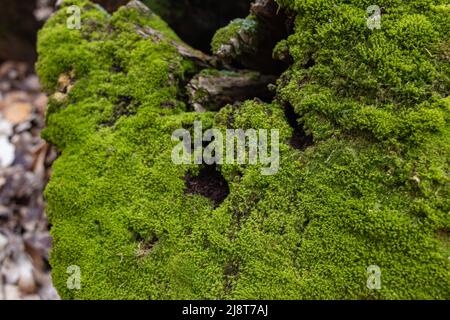 Draufsicht auf einen mit Moos bedeckten Baumstumpf in einem dunklen Wald Stockfoto
