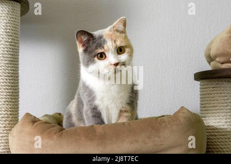 Niedliche Katze der britischen Kurzhaar-Rasse spielt zu Hause auf einem Katzenbaum Stockfoto