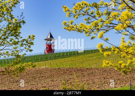 Am Burgundenturm bei Wörrstadt führen viele Wanderwege zwischen Weinbergen zum Aussichtspunkt Stockfoto