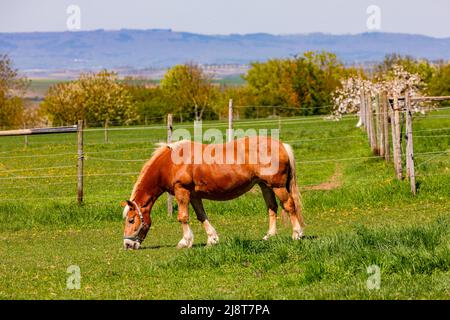 Ein braunes Pferd mit weißer Mähne frisst Gras auf einer idyllischen Weide in Rheinland-Pfalz Stockfoto