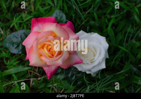 Nahaufnahme von gelben und roten Rosen Stockfoto